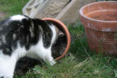 Shelley as a kitten Hunting