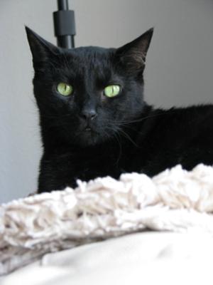 Sinders our cat