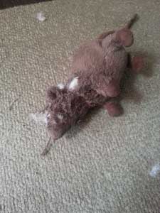 Battered Cat Toy