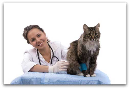 a cat at the vets