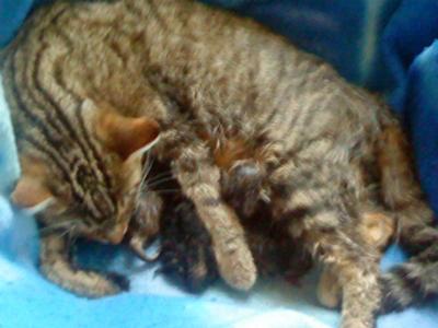 Mother cat sales biting newborn kittens