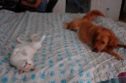 my dog and cat