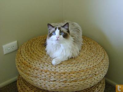 Bella (Ragdoll)